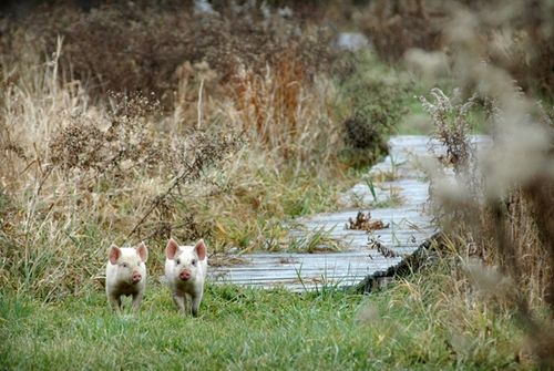 我們的環(huán)境會(huì)好嗎？——“數(shù)說(shuō)”大氣、水、土壤污染防治三大戰(zhàn)役